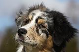 BERGER AUSTRALIEN PUPPIES 416